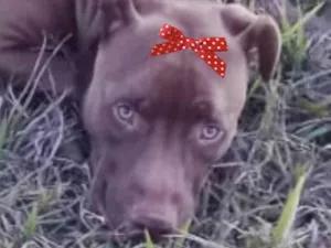 Cachorro raça Pitbull  idade 1 ano nome Mel