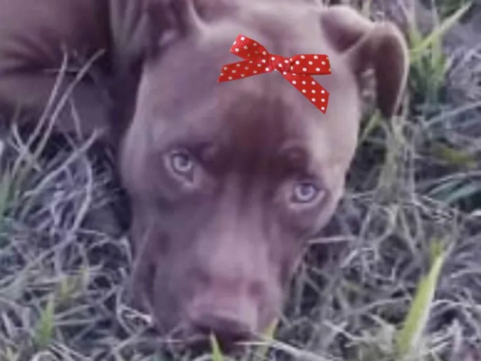 Cachorro ra a Pitbull  idade 1 ano nome Mel