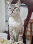 Luis