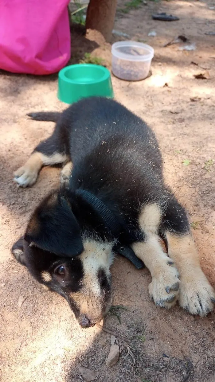 Cachorro ra a Vira lata  idade 3 anos nome Luke e Lua