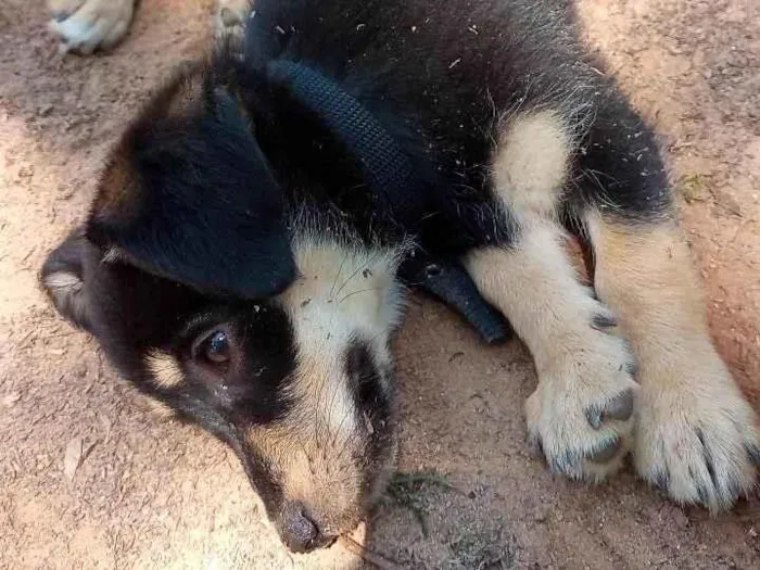 Cachorro ra a Vira lata  idade 3 anos nome Luke e Lua