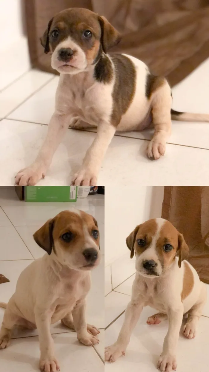 Cachorro ra a SRD-ViraLata idade 2 a 6 meses nome Sem nome