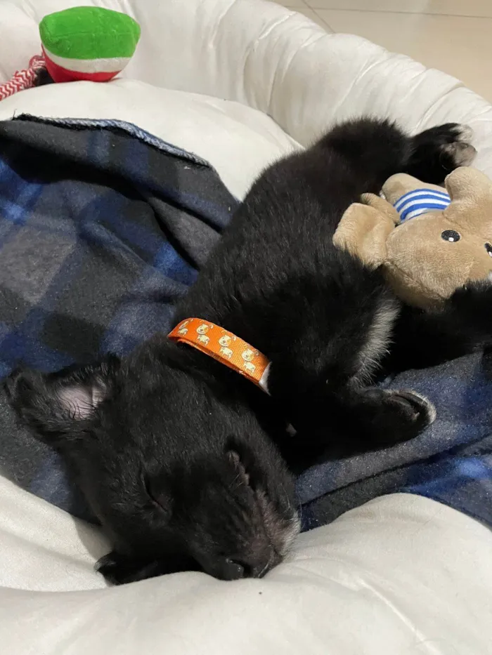 Cachorro ra a SRD-ViraLata idade 2 a 6 meses nome Bayek