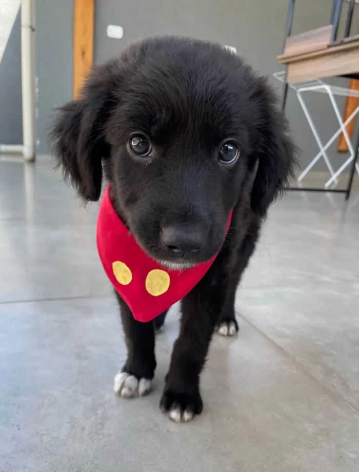 Cachorro ra a SRD-ViraLata idade 2 a 6 meses nome Bayek