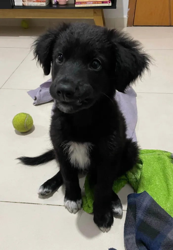 Cachorro ra a SRD-ViraLata idade 2 a 6 meses nome Bayek