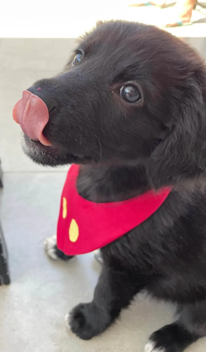 Cachorro ra a SRD-ViraLata idade 2 a 6 meses nome Bayek