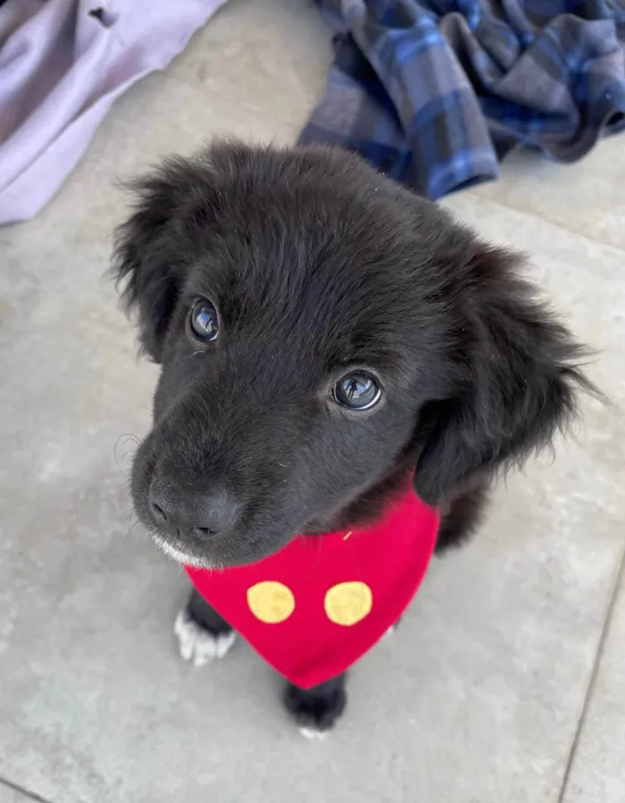 Cachorro ra a SRD-ViraLata idade 2 a 6 meses nome Bayek