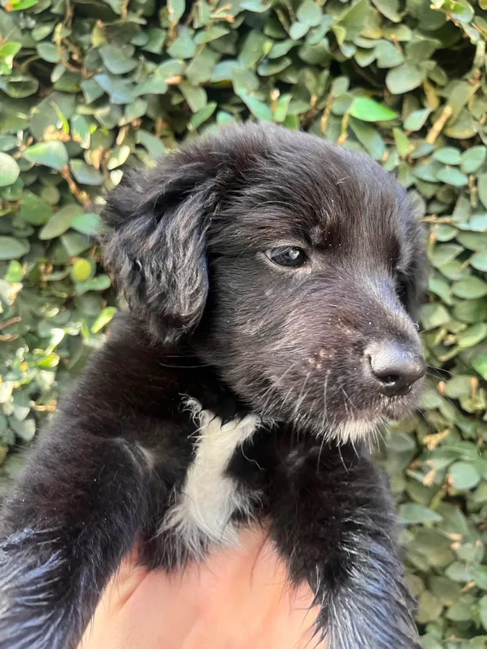 Cachorro ra a SRD-ViraLata idade 2 a 6 meses nome Bayek