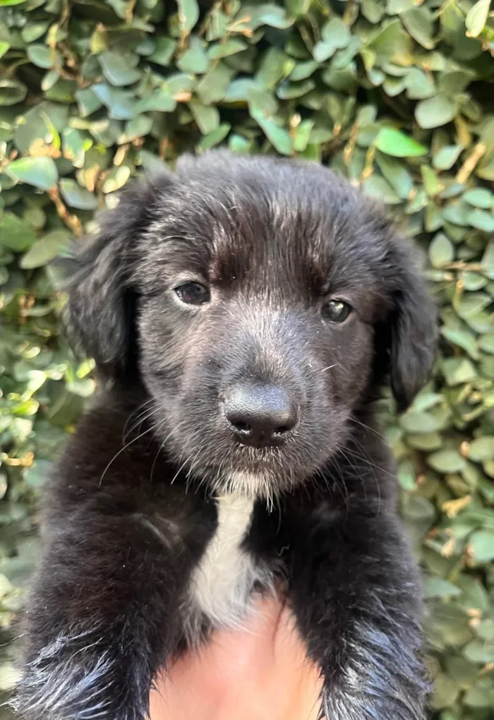 Cachorro ra a SRD-ViraLata idade 2 a 6 meses nome Bayek