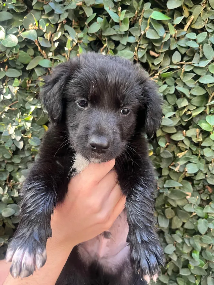 Cachorro ra a SRD-ViraLata idade 2 a 6 meses nome Bayek