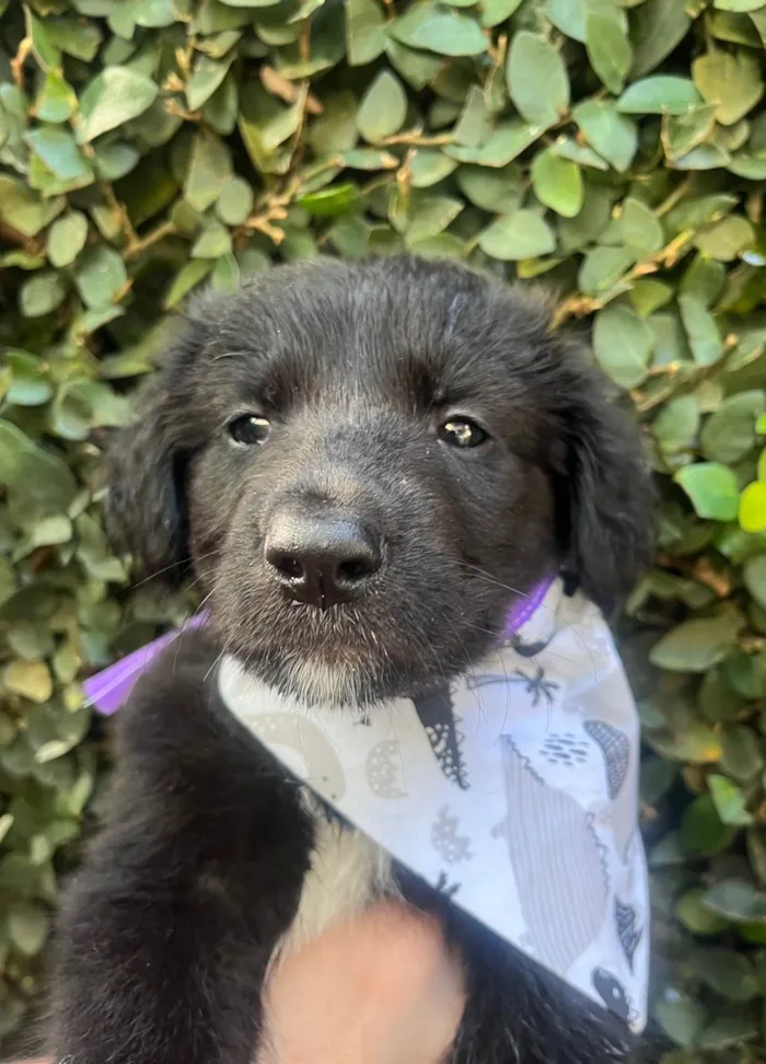 Cachorro ra a SRD-ViraLata idade 2 a 6 meses nome Bayek