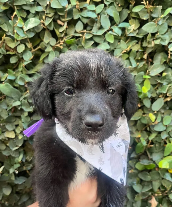 Cachorro ra a SRD-ViraLata idade 2 a 6 meses nome Bayek