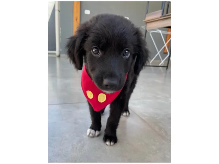 Cachorro ra a SRD-ViraLata idade 2 a 6 meses nome Bayek