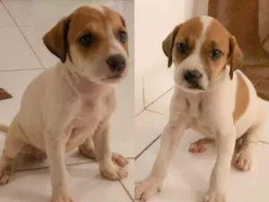 Cachorro raça SRD-ViraLata idade 2 a 6 meses nome Sem nome