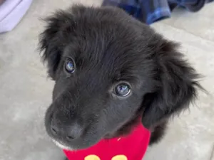 Cachorro raça SRD-ViraLata idade 2 a 6 meses nome Bayek