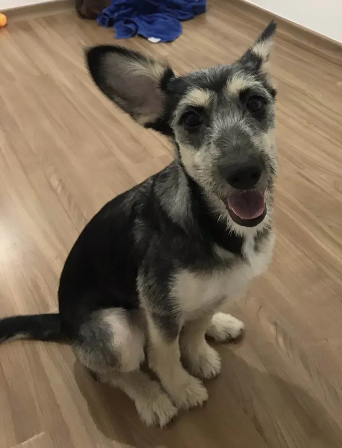Cachorro ra a SRD-ViraLata idade 1 ano nome Maggie