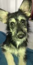 Maggie