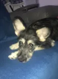 Maggie