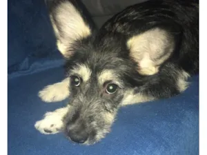 Cachorro raça SRD-ViraLata idade 1 ano nome Maggie