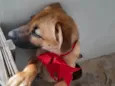 Lola