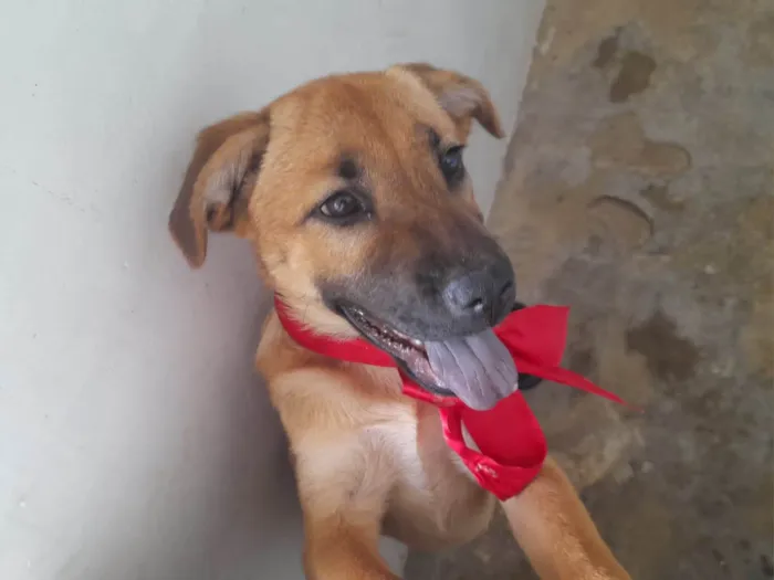 Cachorro ra a SRD-ViraLata idade 2 a 6 meses nome Lola