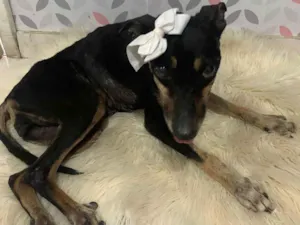 Cachorro raça SRD-ViraLata idade 4 anos nome Pipoca 