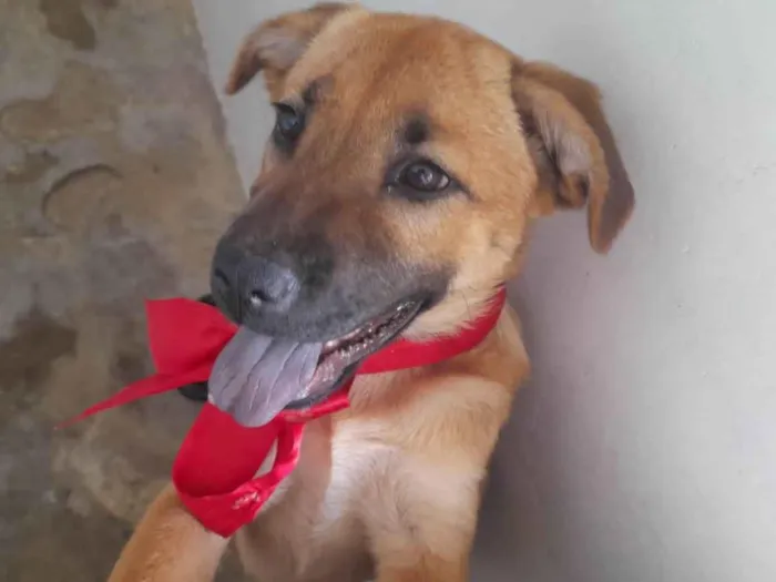Cachorro ra a SRD-ViraLata idade 2 a 6 meses nome Lola
