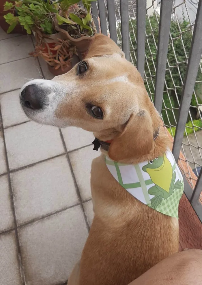 Cachorro ra a SRD-ViraLata idade 1 ano nome Omar
