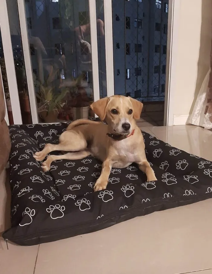 Cachorro ra a SRD-ViraLata idade 1 ano nome Omar