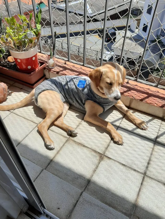 Cachorro ra a SRD-ViraLata idade 1 ano nome Omar