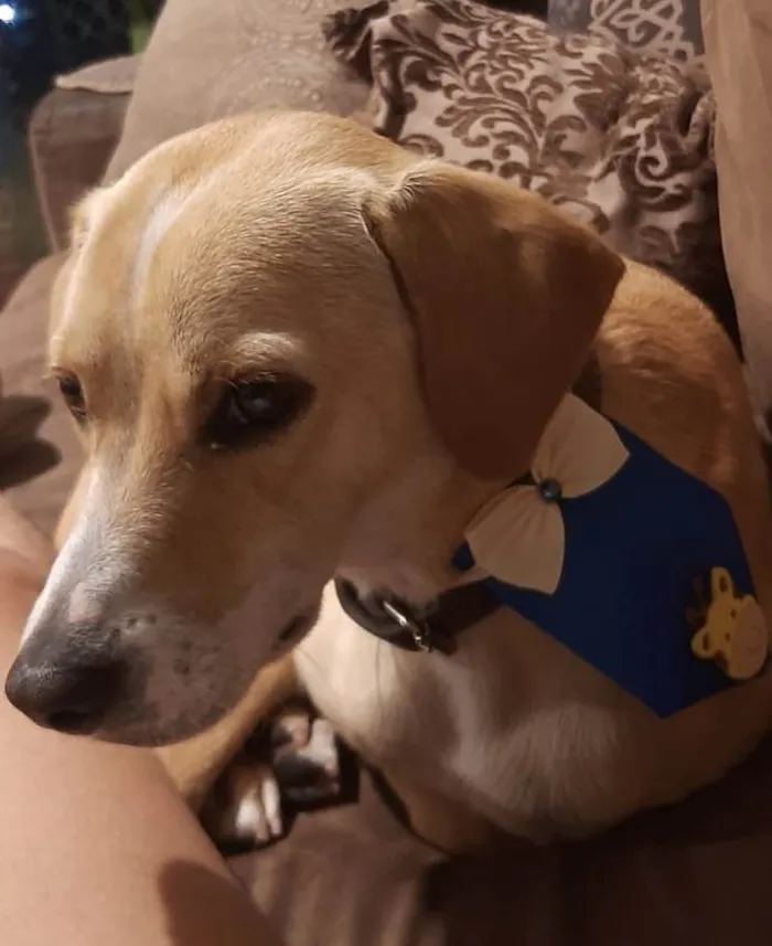 Cachorro ra a SRD-ViraLata idade 1 ano nome Omar