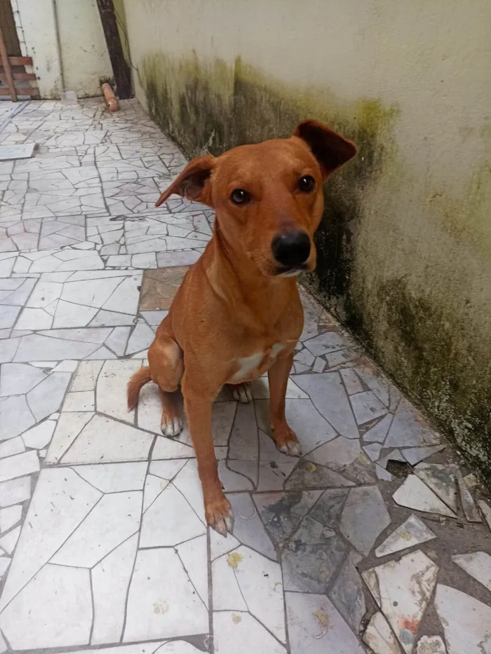 Cachorro ra a SRD-ViraLata idade 1 ano nome Scub 