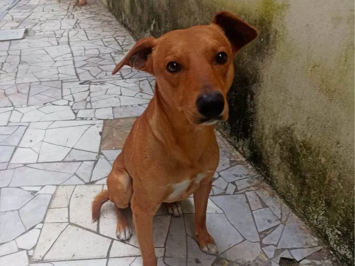 Cachorro ra a SRD-ViraLata idade 1 ano nome Scub 