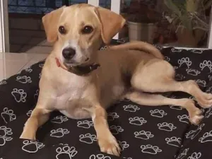 Cachorro raça SRD-ViraLata idade 1 ano nome Omar