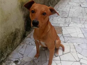 Cachorro raça SRD-ViraLata idade 1 ano nome Scub 