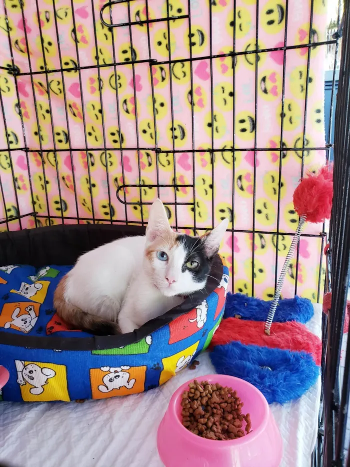 Gato ra a SRD-ViraLata idade 2 a 6 meses nome Amábile
