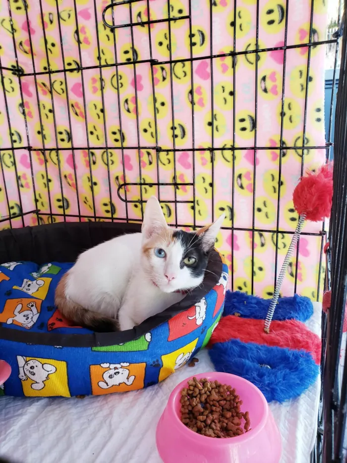 Gato ra a SRD-ViraLata idade 2 a 6 meses nome Amábile