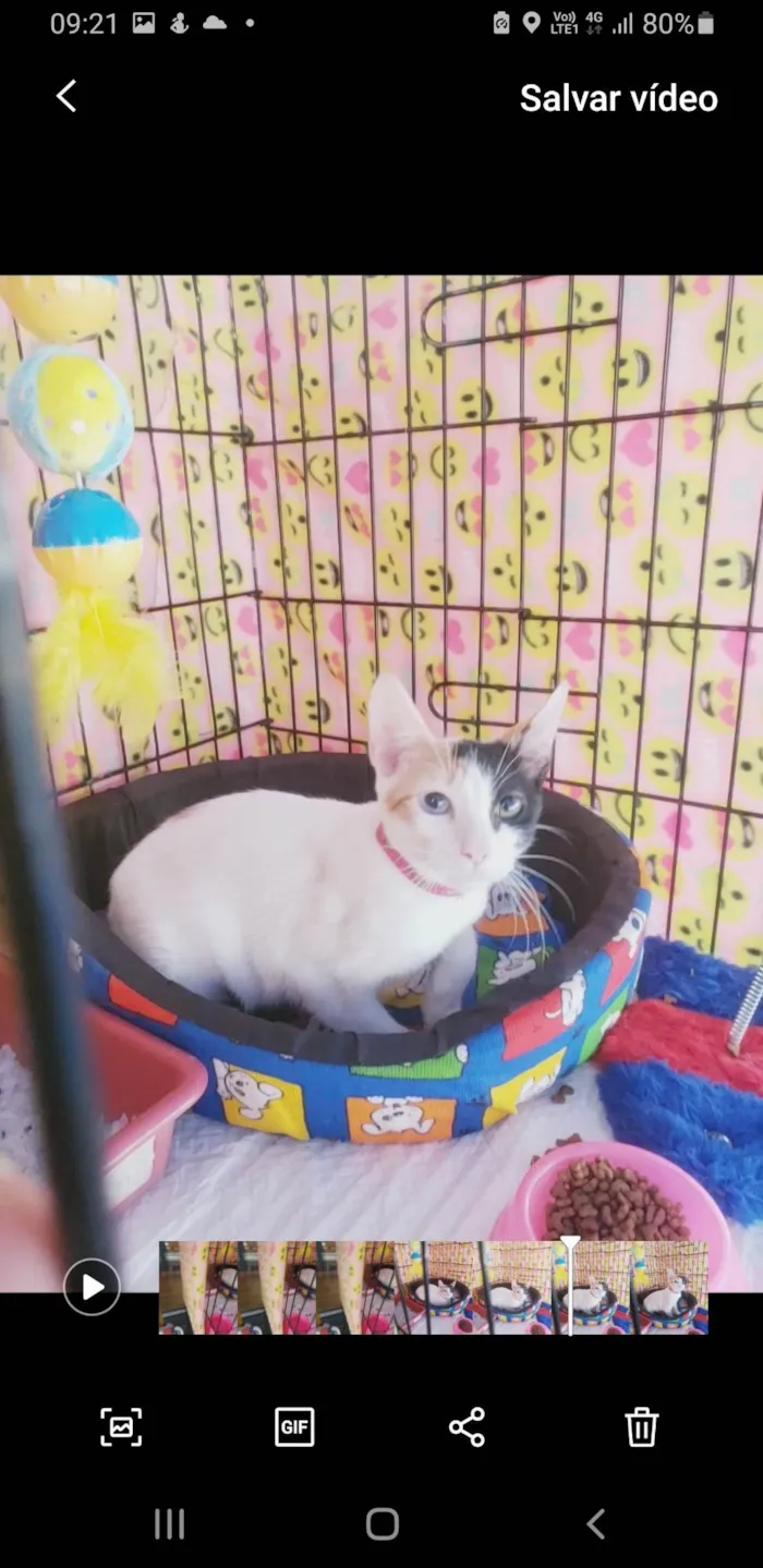 Gato ra a SRD-ViraLata idade 2 a 6 meses nome Amábile