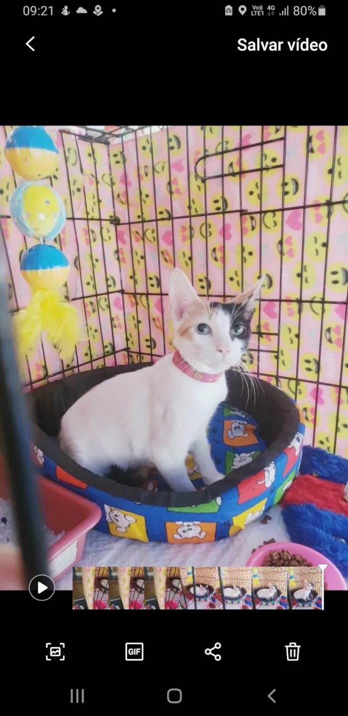 Gato ra a SRD-ViraLata idade 2 a 6 meses nome Amábile