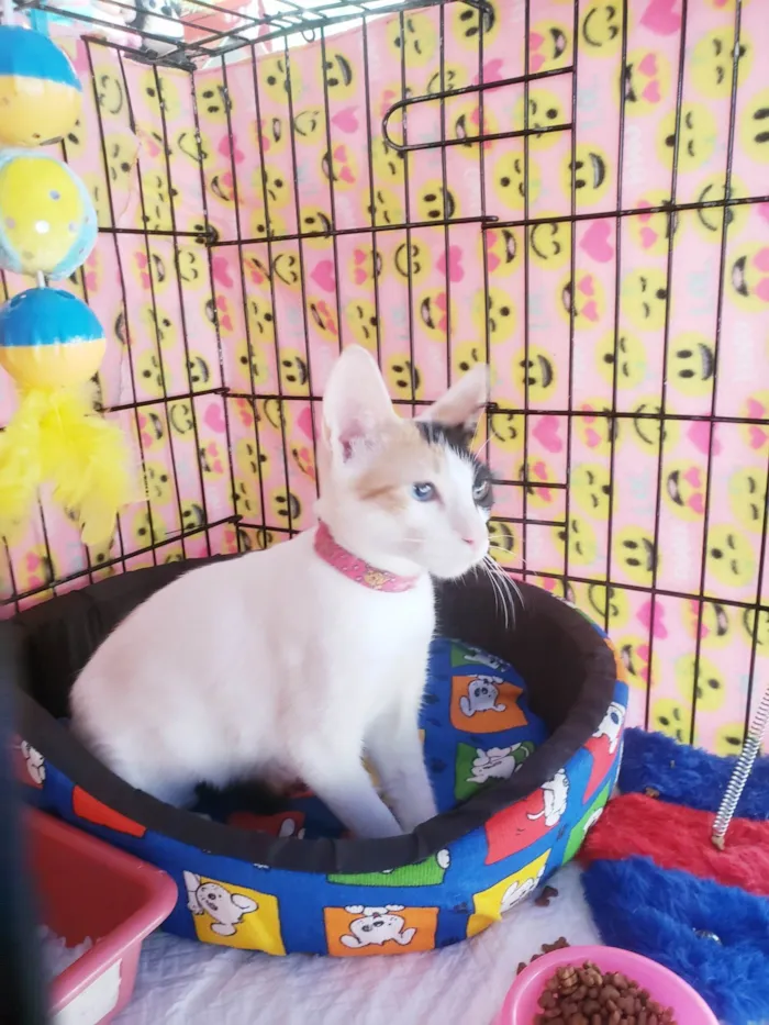 Gato ra a SRD-ViraLata idade 2 a 6 meses nome Amábile