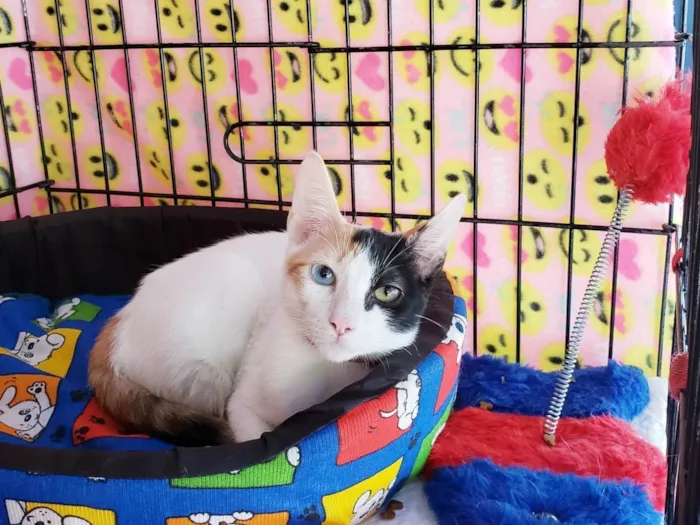 Gato ra a SRD-ViraLata idade 2 a 6 meses nome Amábile