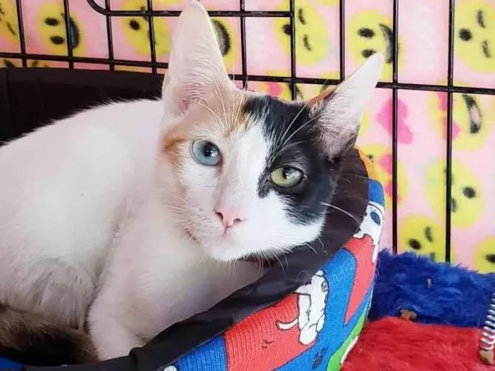 Gato ra a SRD-ViraLata idade 2 a 6 meses nome Amábile