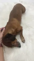 Chorão