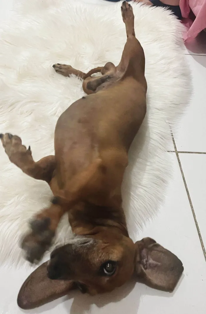 Cachorro ra a Basset-Cofap idade 6 ou mais anos nome Chorão 