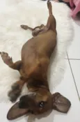 Chorão