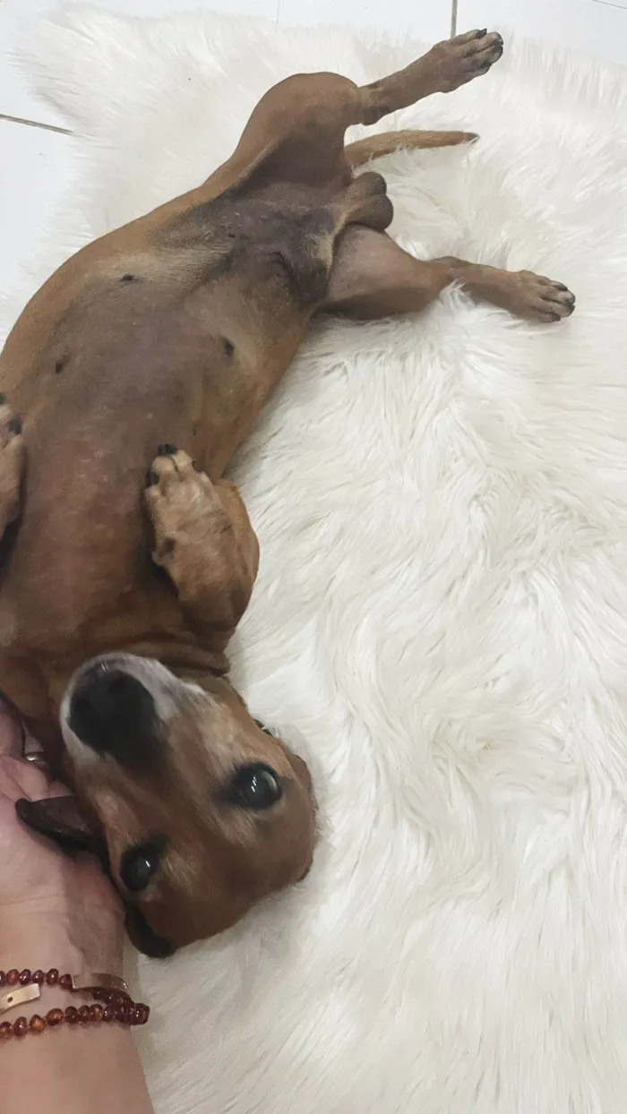 Cachorro ra a Basset-Cofap idade 6 ou mais anos nome Chorão 