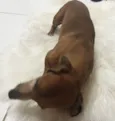 Chorão