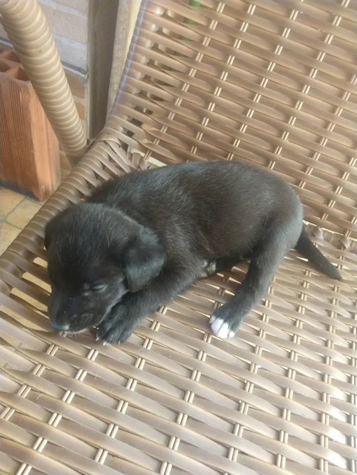 Cachorro ra a Indefida idade 2 a 6 meses nome Sem nome