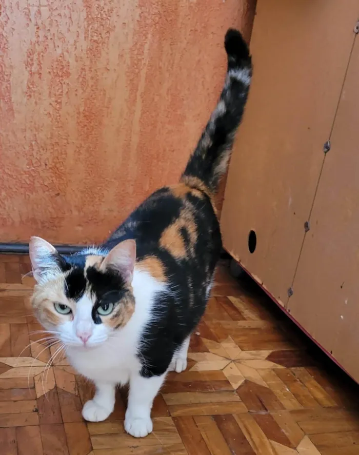 Gato ra a Srd idade 3 anos nome Frida