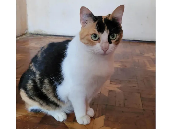 Gato ra a Srd idade 3 anos nome Frida